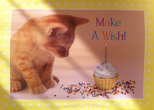 Kitten card from Shirley